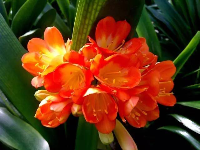 一花一世界的兰花,一花一世界的蝴蝶兰