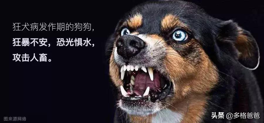 被狂犬病的狗舔一下会得病吗,狗舔过的东西狂犬病毒能存活多久