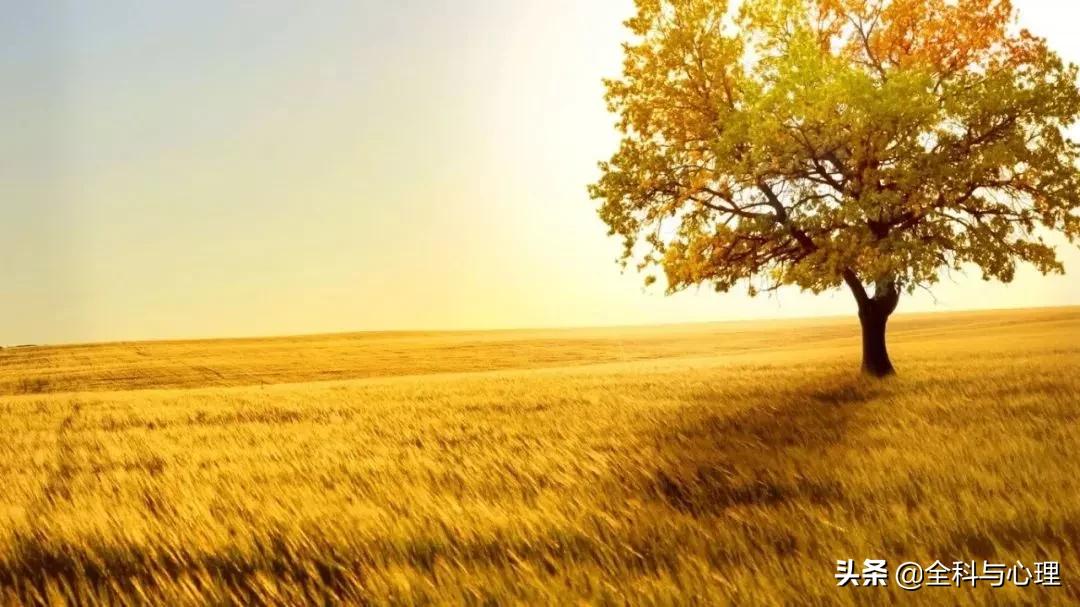 神奇的种子法则全集,神奇的种子的主要内容