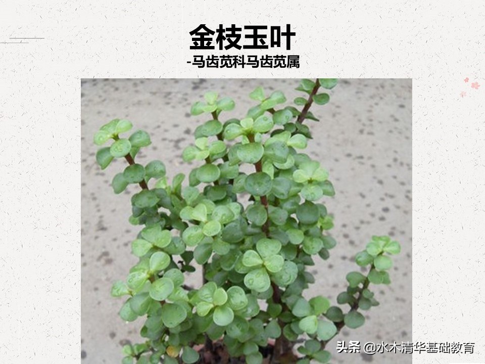 梦幻女王多肉植物百科图谱,原产地多肉植物图谱pdf