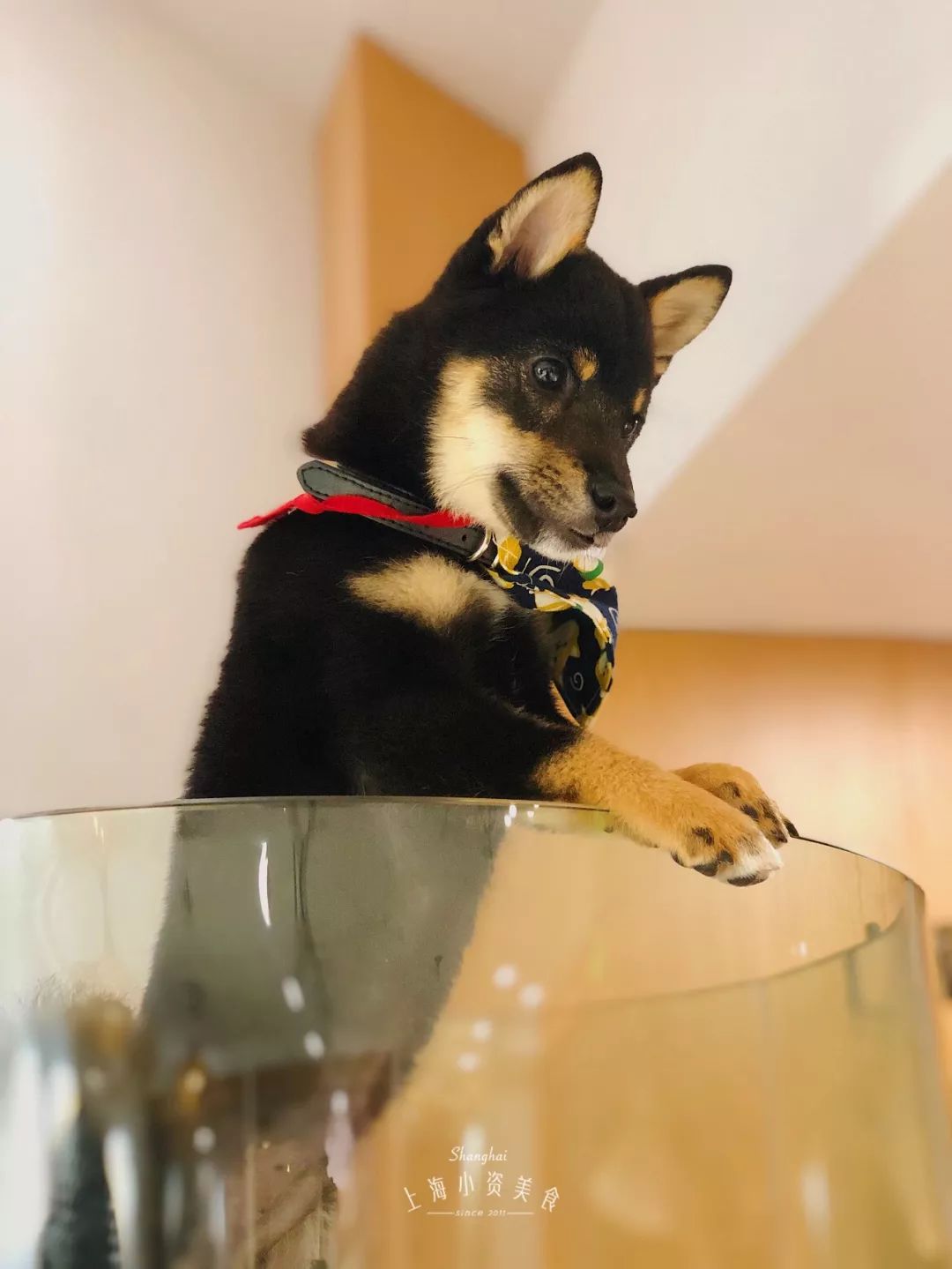 2019宠物排名,2022宠物排行榜