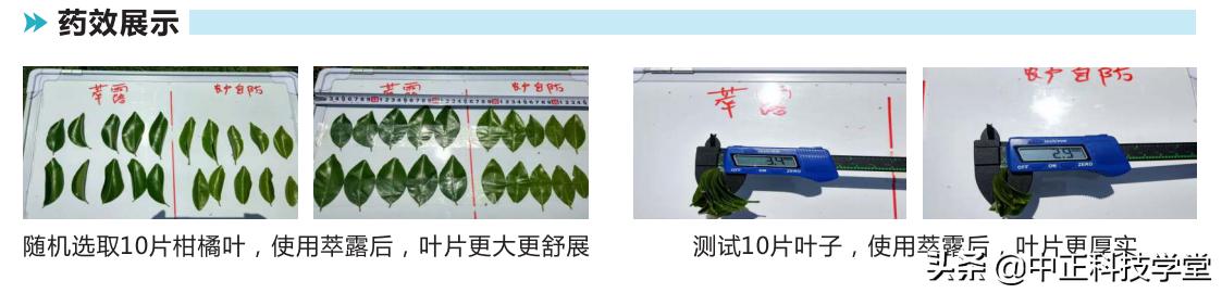 杀菌护新，叶绿靓果-萃露