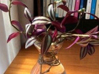 水培紫竹梅怎么上盆,紫竹梅可以水培吗怎么养好