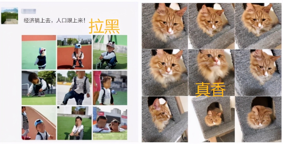 喂？110吗，我的钱都被猫咪骗走了