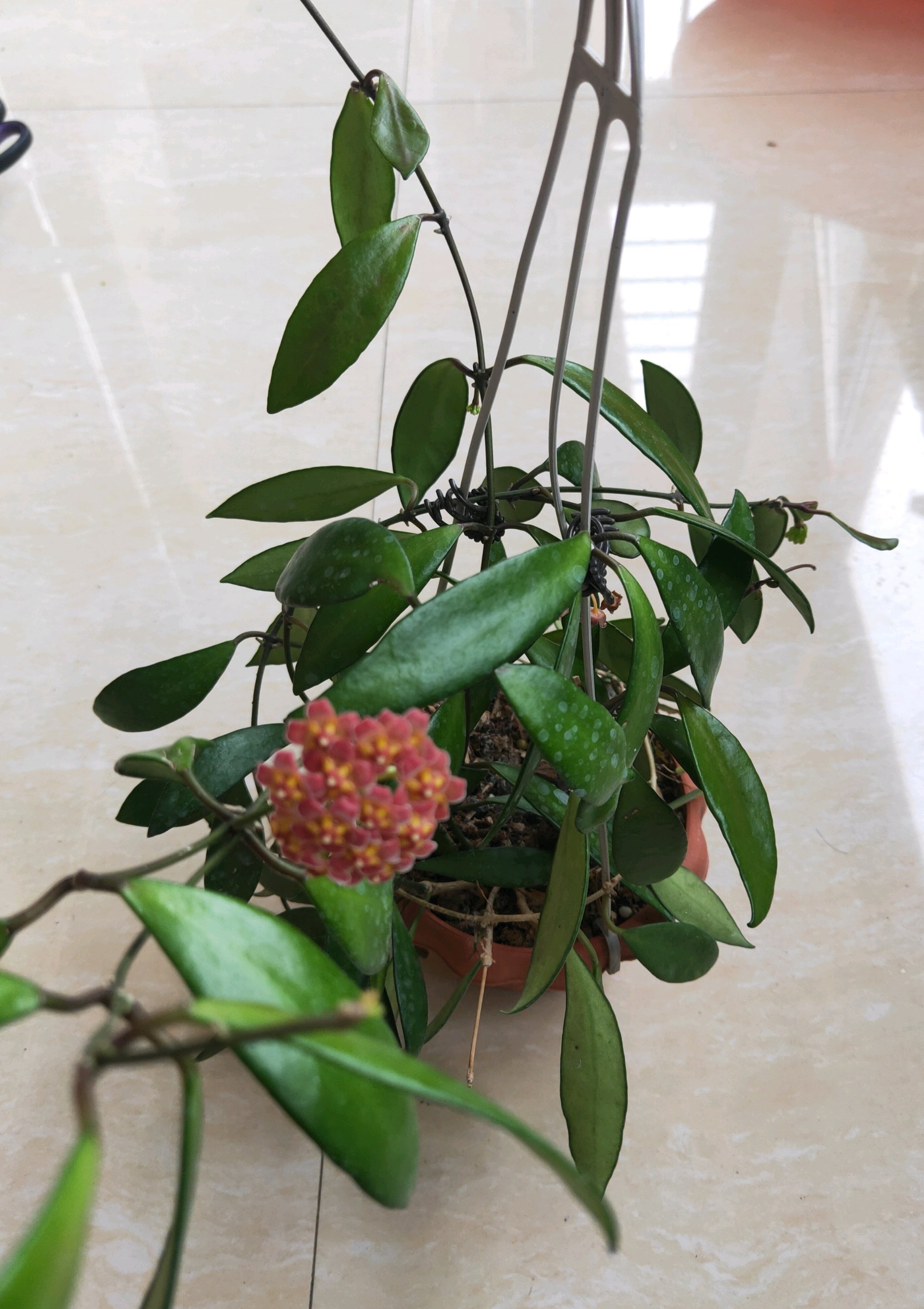 封闭阳台可以养绣球花吗,戴维德球兰养护