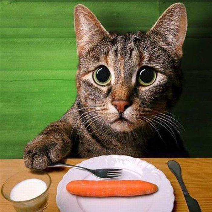 养猫发现有小飞虫,换季养猫注意事项千万别害了猫命