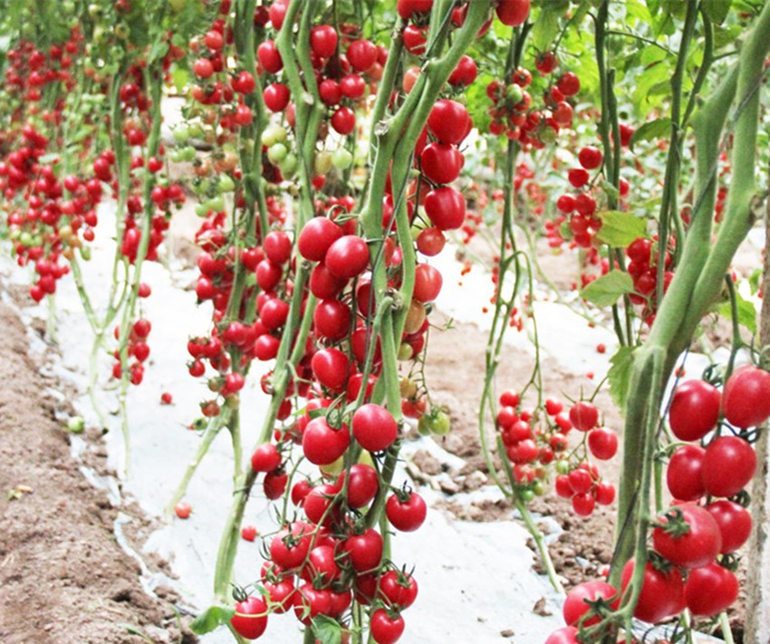 农村种植什么蔬菜能赚钱,农村农作物种什么能赚钱