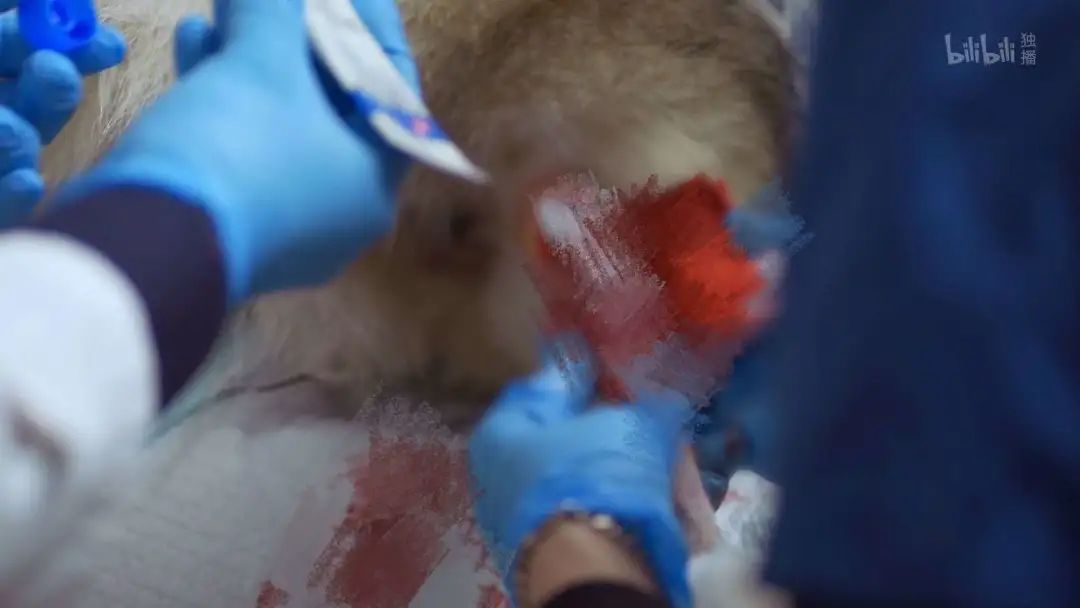 b站高分历史纪录片,2分钟一集的b站纪录片