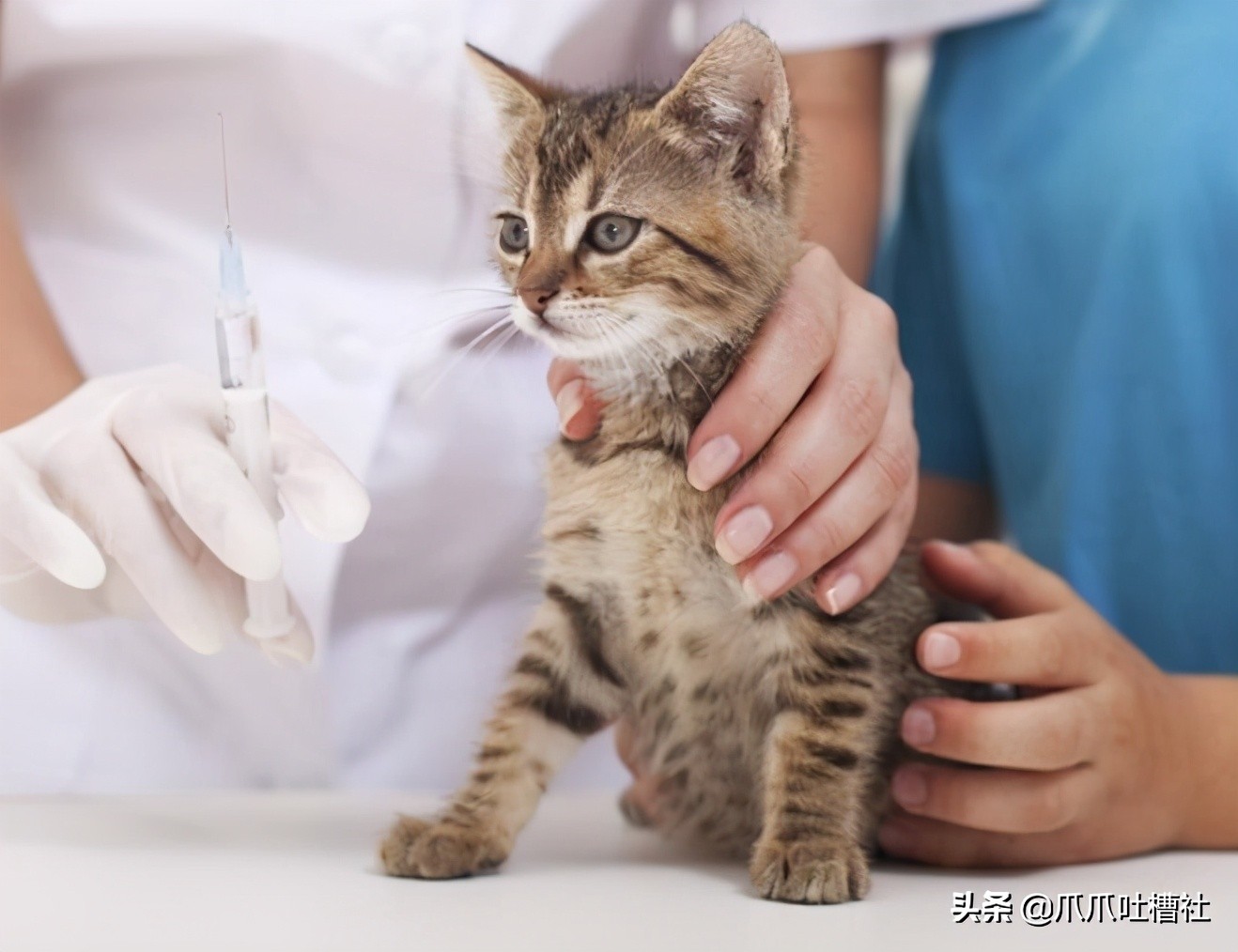 猫咪得了糖尿病，怎么办？给它喝点“糖盐水”