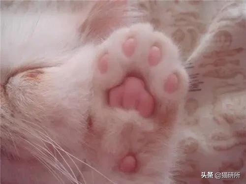 有关猫爪的小知识,关于猫爪的10个有趣的事实