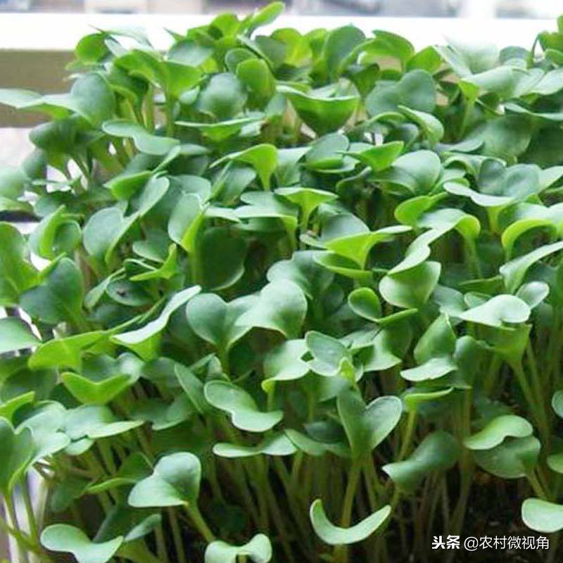 阳台种菜菜长得快怎么办,如何在阳台种菜的方法和技巧