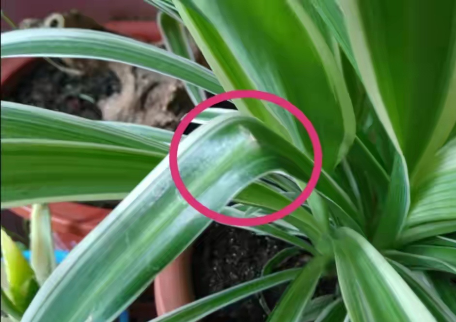 人养花花,人养花花养人哪些花养人