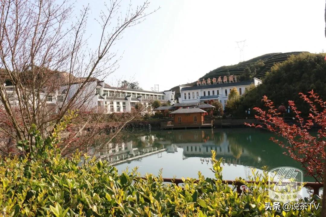 福鼎白茶还有“十不采”规定?让我们去河山有机茶园一探究竟