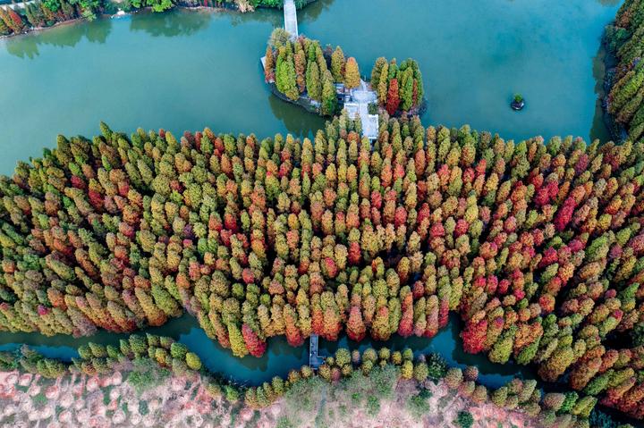 星湖冬日燃情，比落羽杉还要红的是什么？#我和湿地有个约会#