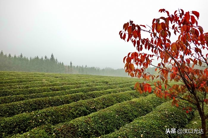 万亩茶园·俄罗斯方块小镇：全球首家茶文化俄罗斯风情主题公园