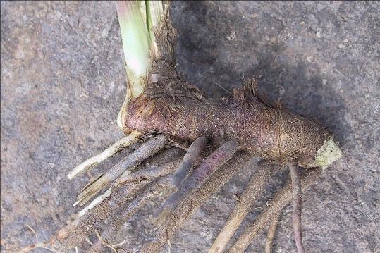 藁本神农本草经,神农本草经葛根原文