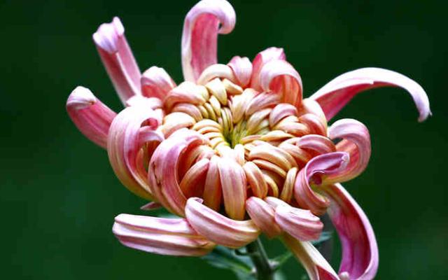 过故人庄孟浩然深度解析,过故人庄孟浩然经典语录