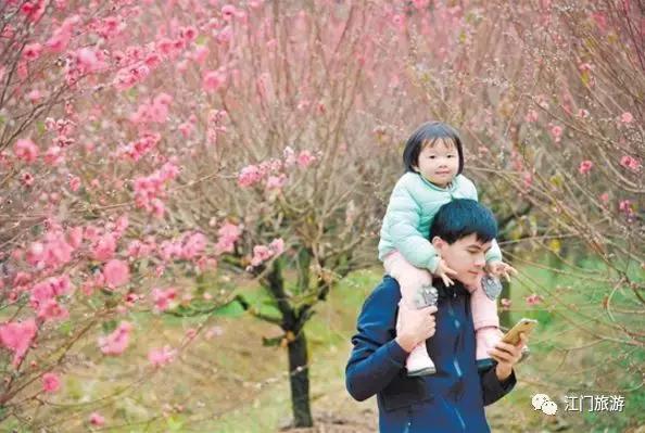 繁花似锦樱花美景,繁花似锦的花海