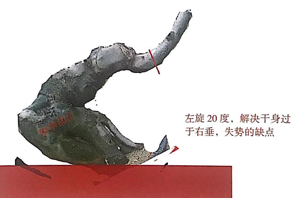 新手榆树盆景造型设计,榆树盆景造型设计教程