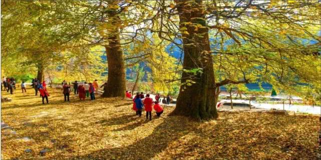 重庆南川金佛山自驾游图片,重庆金佛山自驾游最佳路线