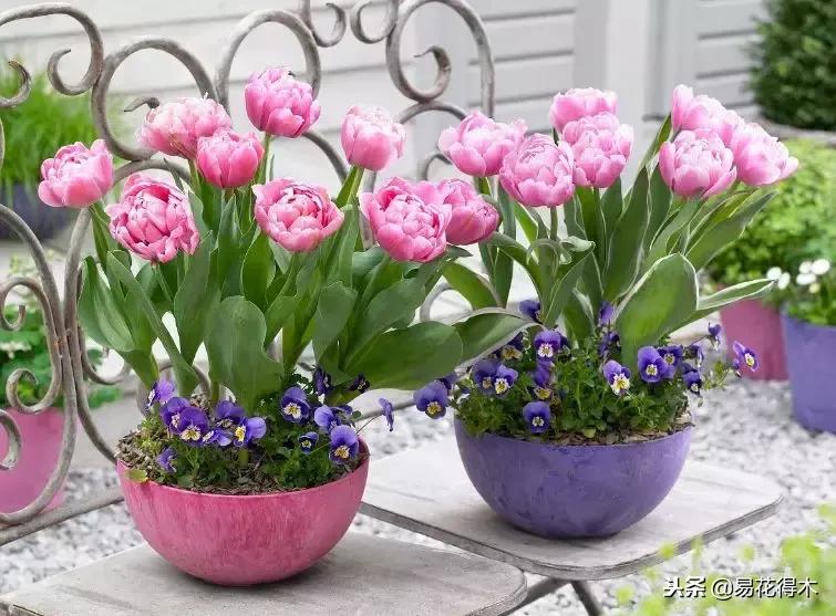 郁金香的种植方法及养护,郁金香养护方法及注意事项