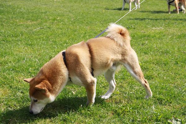 狗狗乱捡地上东西需要制止么,如何训练狗狗乱捡地上的东西吃