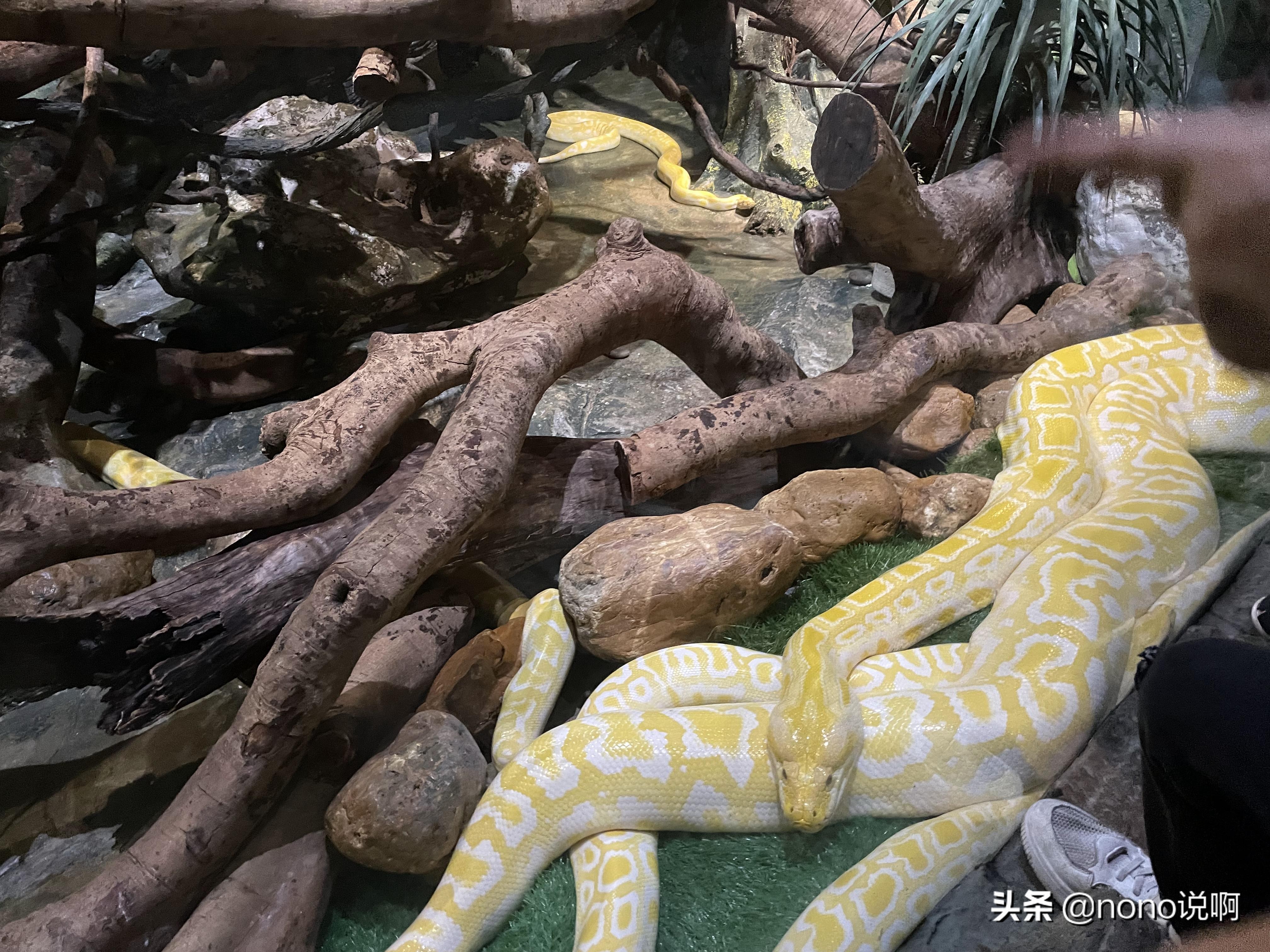 广州长隆野生动物园亲子旅游攻略,11月广州长隆野生动物园游玩攻略