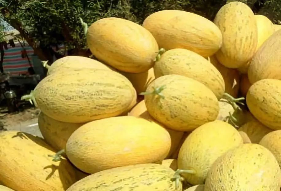 全新疆著名的特产,盘点十大新疆的特产