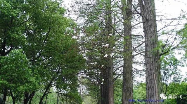 营业执照给别人挂社保有风险吗,委托公司交五险合法吗