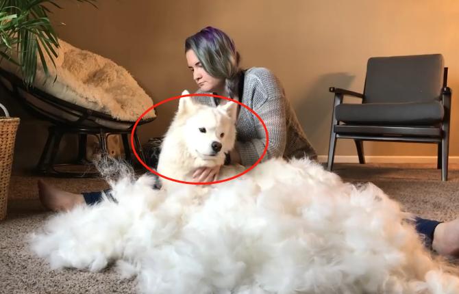 猫狗掉的毛可以织毛衣铲屎官：习惯就好