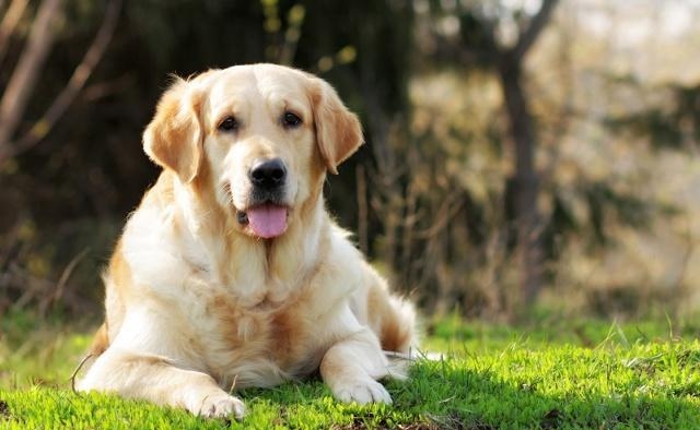 金毛呕吐不吃东西没精神怎么回事,金毛幼犬拉肚子呕吐该喂什么东西