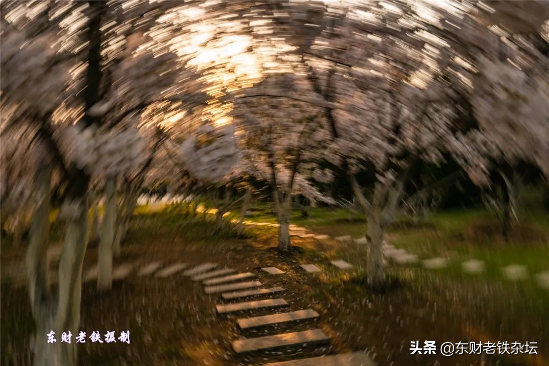 网红美景,网红一棵树樱花园