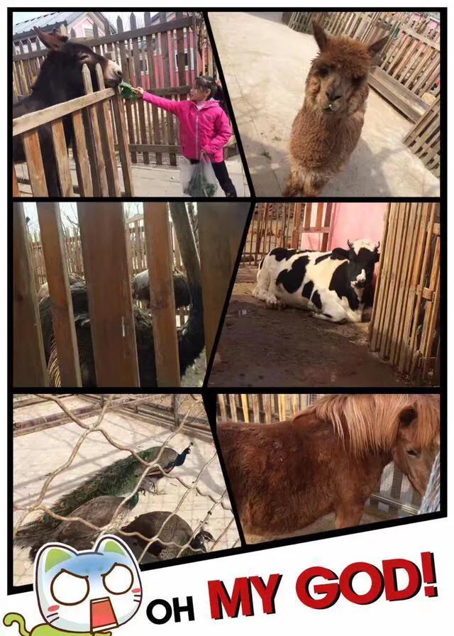 周末可以采摘可以玩的地方,五一不用去淄博可以吃到的烧烤