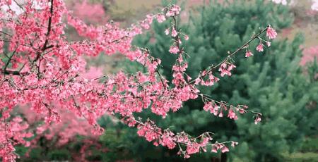 成都花水湾温泉度假区攻略一日游,成都大邑花水湾温泉度假村攻略