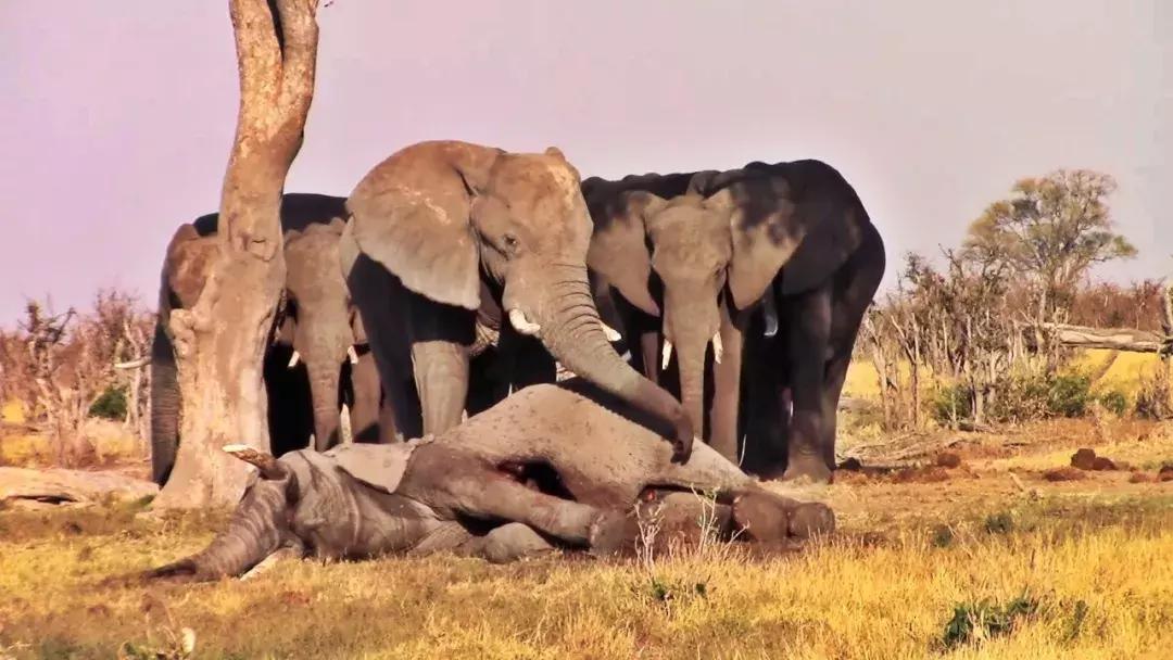 小飞象真实事迹,小飞象哭了全过程