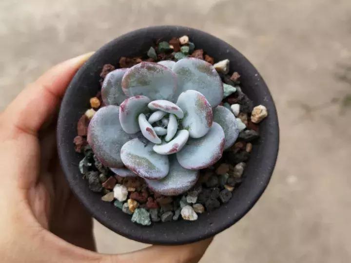 多肉长出小尾巴求救信号,多肉有什么求救信号