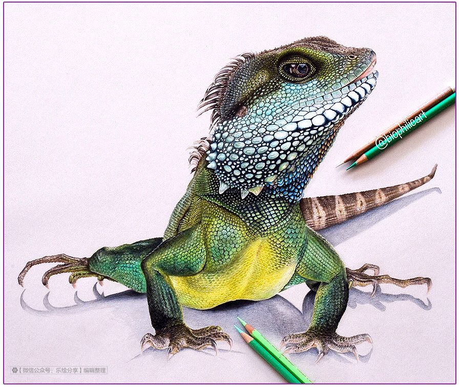 圆形牛皮纸彩铅画花鸟,彩铅画绿藤花鸟图片大全