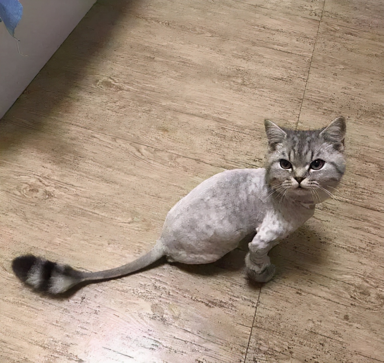 给猫咪剃毛会有哪些危害,一年的猫咪掉毛很严重需要剃毛吗