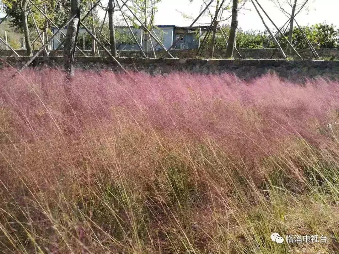 淄博市经济社会发展现场观摩点评,2020年度淄博市经济社会发展