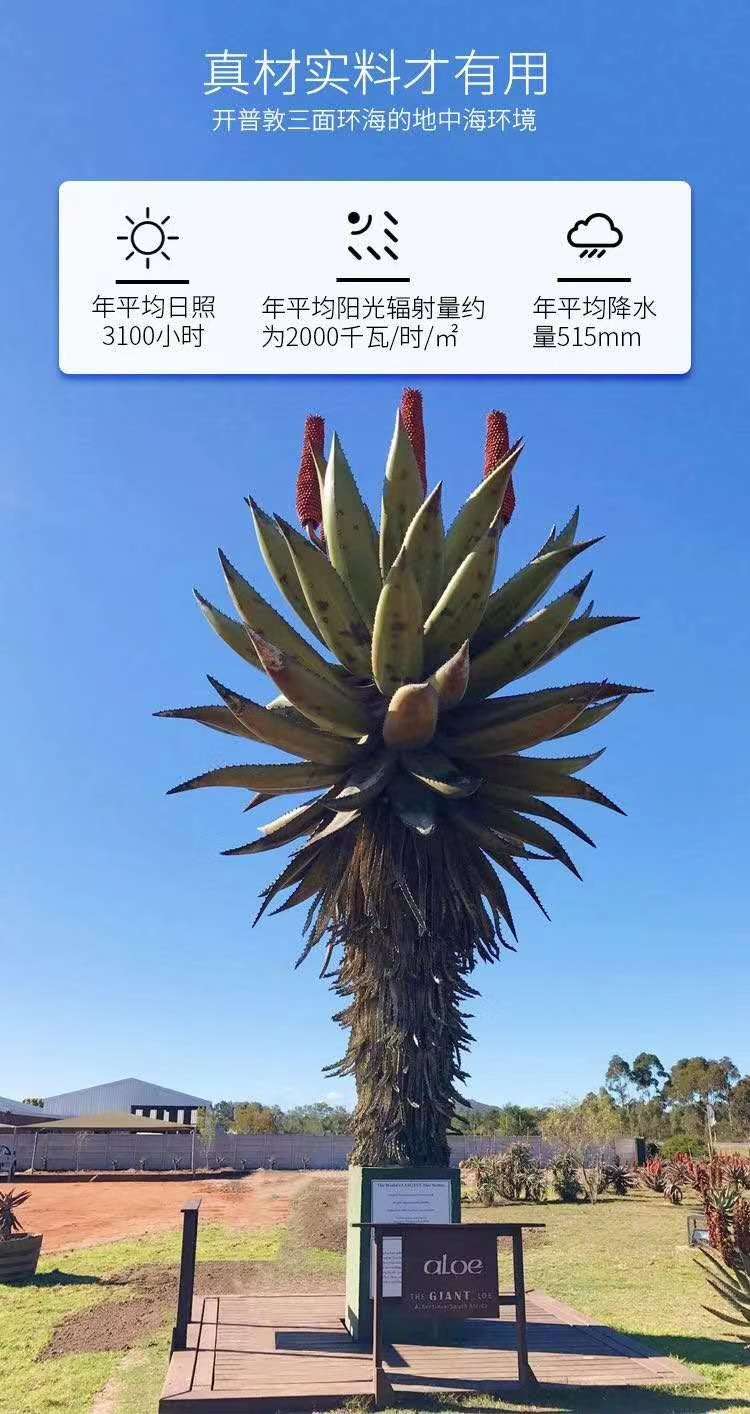 韩国芦荟胶真的好用吗,韩国芦荟胶真假对比图