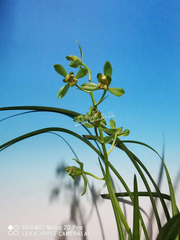 「花开欣赏」0335:送春绿如意的经典绽放