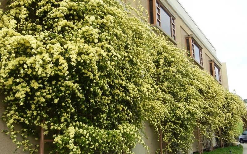 适合阳台养的藤本开花植物有哪些,适合做花墙的藤本植物