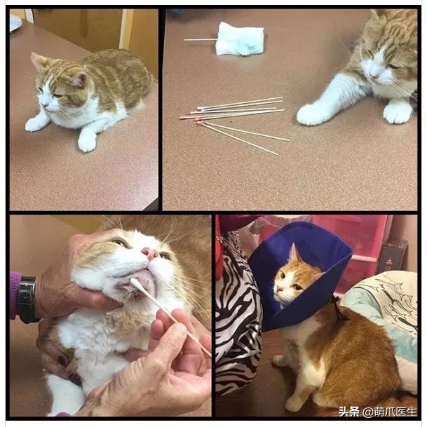 猫咪黑下巴毛囊炎的终极解决办法,猫咪有毛囊炎胡须还能长出来吗