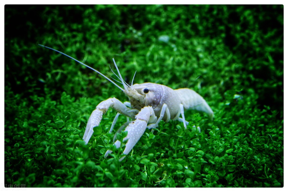 养鱼不想太麻烦这5种鱼最适合你,养鱼养不好想放弃了