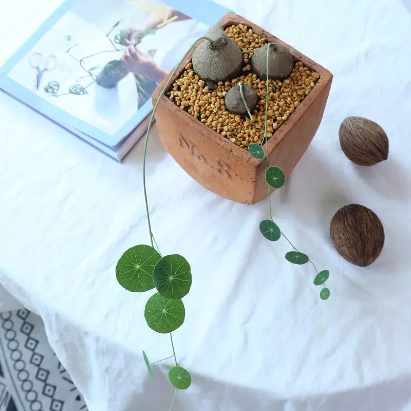 94种常见唯美观叶植物,会开花的绿色硬叶植物