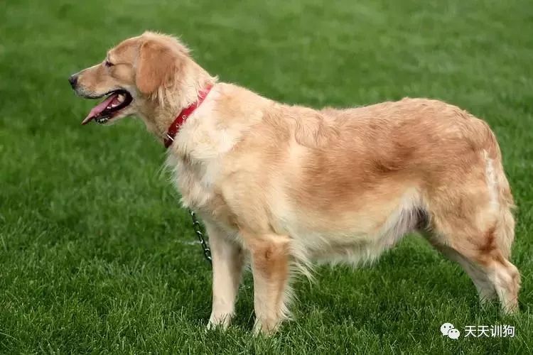 狗狗髋关节问题视频,狗狗髋关节发育不良的十句忠告