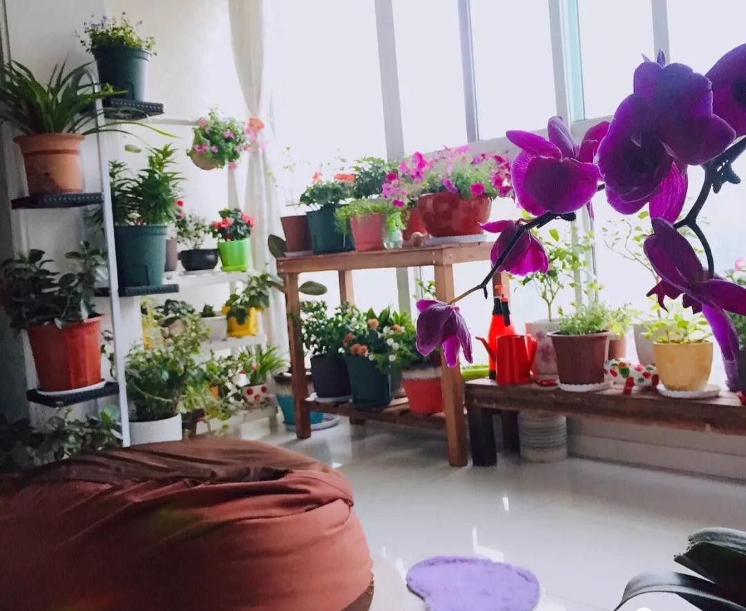 没有阳台也可以种花,没有院子没有阳台适合种什么花