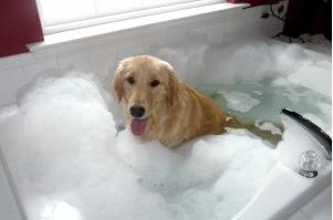 狗子又把自己弄脏了？来看看怎么办吧