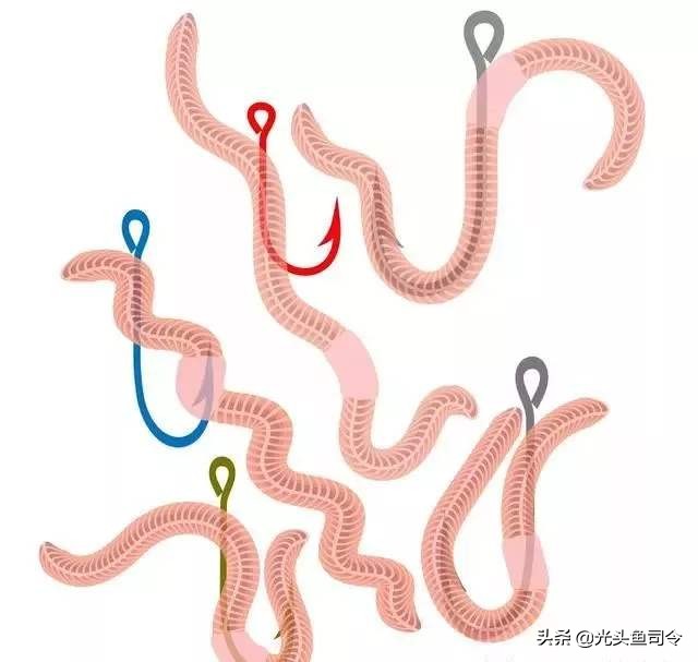 水里的鱼类，为啥爱吃蚯蚓？难道是水草吃多了，想吃肉？