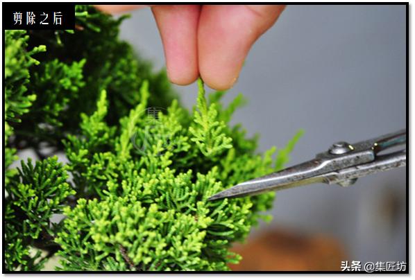 盆景选芽与摘芽，做好了，盆景树形稳定就完成了一半